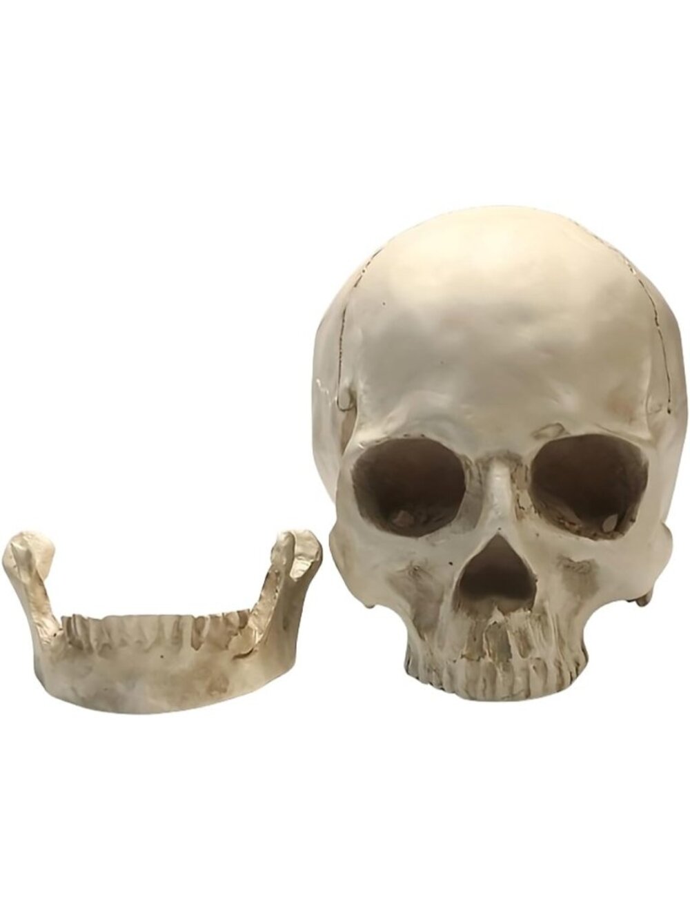 🎃Halloween Statue Bone Model Human Head Home Decoration Medical Skeleton White - Picture 5 of 7